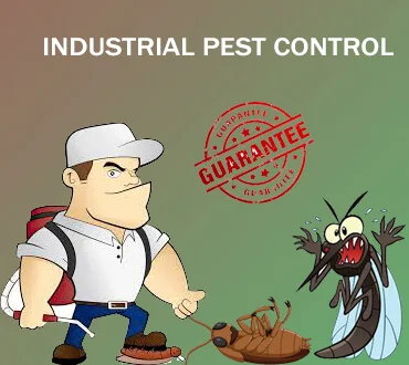 General Pest Control Bharuch, rex india